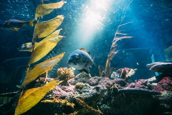 Pourquoi visiter un aquarium en Île-de-France ?